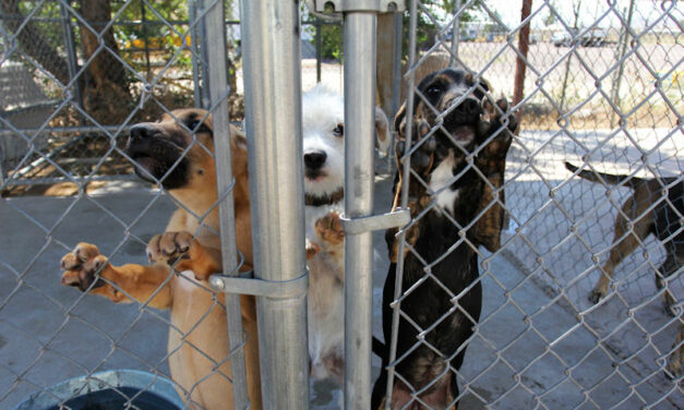 Animal shelter at capacity