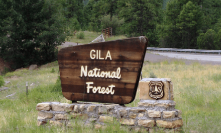 Gila NF maintains removal of feral cattle necessary