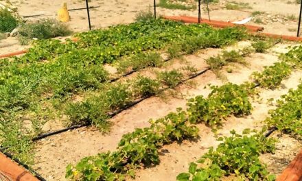 Community gardens in Socorro and Alamo  offer much more than produce