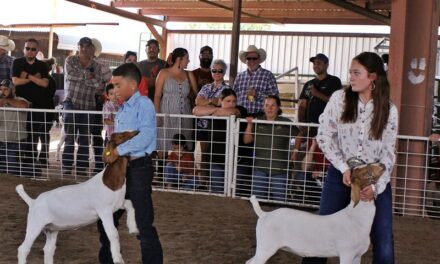 2022 County Fair goat judging (Photos)