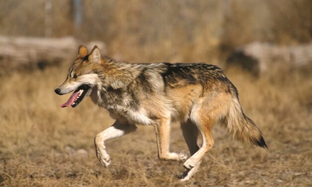 Mexican wolf numbers allowed to rise; legislators call for lethal removal