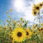Sunflower maze raises money for Socorro Farmers Market