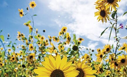 Sunflower maze raises money for Socorro Farmers Market