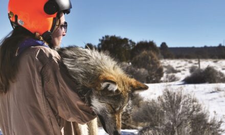 Mexican gray wolves thrive in 2022