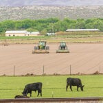 New Mexico Agricultural Production Grows